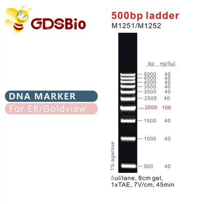 고전적 DNA 사다리와 마커 500 베이시스 포인트 사다리 M1251/M1252
