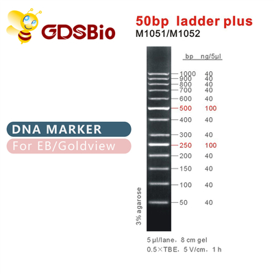 50 베이시스 포인트 사다리 플러스 DNA 마커 M1051 (50μg)/M1052 (50μg×5)