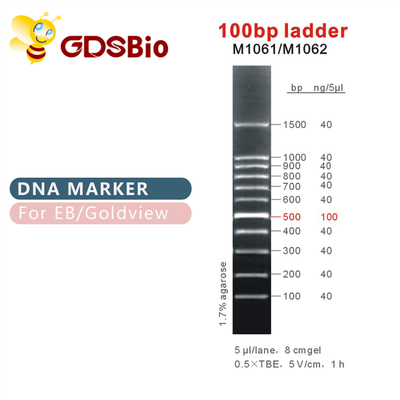 100 베이시스 포인트 사다리 DNA 마커 M1061 (50μg)/M1062 (50μg×5)