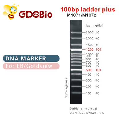 100 베이시스 포인트 사다리 플러스 DNA 마커 M1071 (50μg)/M1072 (50μg×5)
