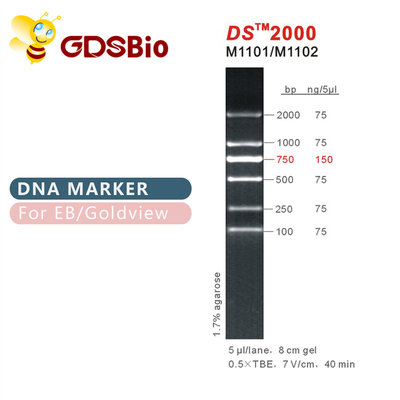 DS 2000 DNA 마커 래더 M1101 (50μg)/M1012 (50μg×5)