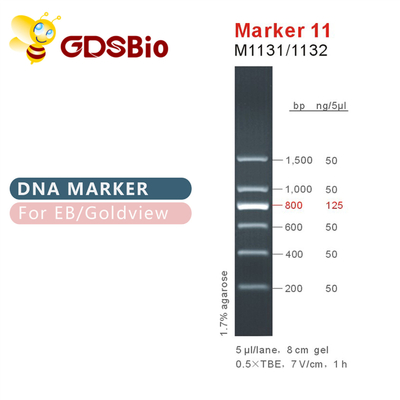마커 11 DNA 사다리 M1131 (50μg)/M1132 (5×50μg)