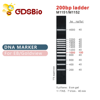 200 베이시스 포인트 사다리 DNA 마커 M1151 (50μg)/M1152 (5×50μg)
