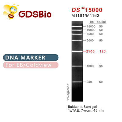 DS15000 DNA 마커 래더 M1161 (50μg)/M1162 (5×50μg)