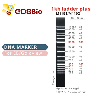 1kb 사다리 이상 1000 베이시스 포인트 DNA 마커 M1191 (50μg)/M1192 (5×50μg)