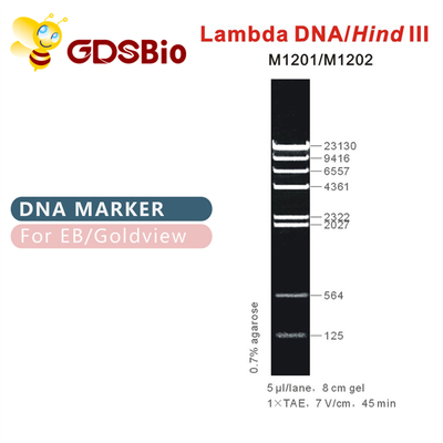 λDNA/Hind 3세 DNA 마커 래더 M1201 (50μg)/M1202 (5×50μg)