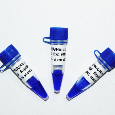 λDNA/Hind 3세 DNA 마커 래더 M1201 (50μg)/M1202 (5×50μg)