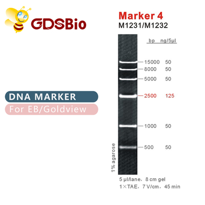 마커 4 DNA 사다리 M1231 (50μg)/M1232 (5×50μg)