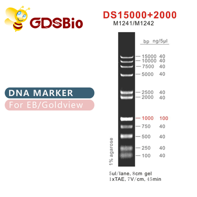 DS 15000+2000 DNA 마커 래더 M1241 (50μg)/M1242 (5×50μg)