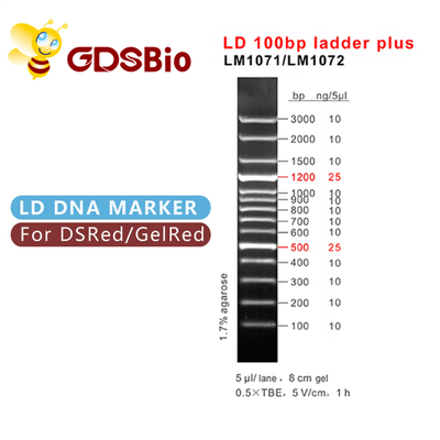 60 PREP LD 100 베이시스 포인트 사다리 플러스 DNA 마커 전기영동