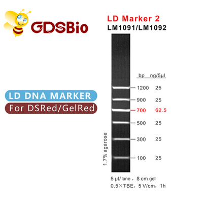 LD 마커 2 60 PREP DNA 마커 전기영동 그드스비오