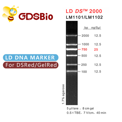 고순도 시약 LD DS 2000 DNA 마커 겔 전기이동 60 PREP