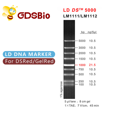 그드스비오 LD DS 5000 DNA 마커 전기영동 푸른 출현