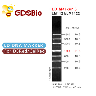 LD 마커 3 DNA 사다리 전기영동 60 PREP 고순도 시약