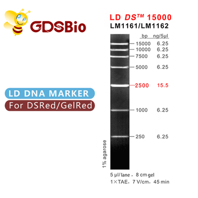 LD DS 15000 베이시스 포인트 15kb DNA 마커 래더 LM1161 (50이지 준비) /LM1162 (50 preps×5)