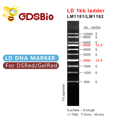 LD 1kb는 1000 베이시스 포인트 DNA 마커 LM1181 (50이지 준비) /LM1182 (50 preps×5)의 올이 나가게 합니다