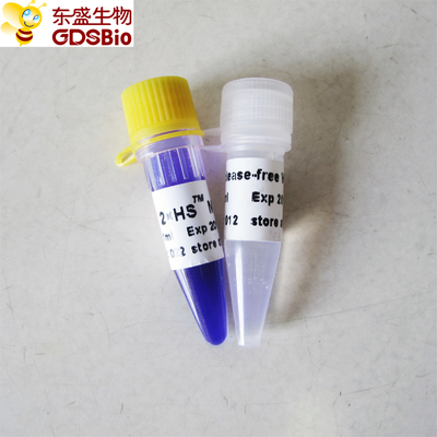 HS QPCR 매스터믹스 P2081 1 밀리람베르트 높은 재현성