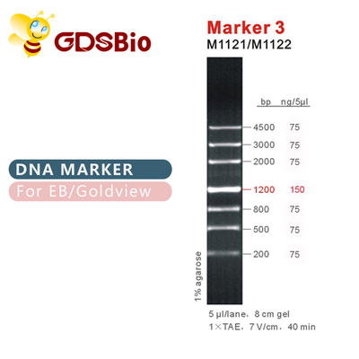 그드스비오 마커 3 DNA 마커 겔 전기이동 푸른 출현