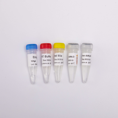 역전사 효소 PCR 시약 R1031 100 르크스스를 위한 RT PCR 혼합