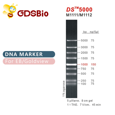 1000개 베이시스 포인트 DS 5000 DNA 전기영동 마커, RNA 겔을 위한 DNA 사다리