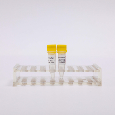 상보DNA Rt PCR 금 역전사 효소 R3001 2000U R3002 10000U